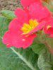 �v�������E�|���A���T(Primula polyantha)