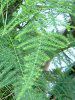 �A�X�p���K�X�E�v�����i�X(Asparagus plumonus)