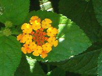 �����^�i(Lantana)