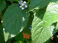 �����^�i(Lantana)