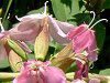 �\�[�v���[�g�iSoapwort�j