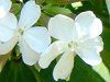 �T�|���\�E(Saponaria)