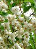 �G�S�m�L(�ăS��)421