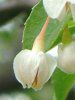 �G�S�m�L(�ăS��)422