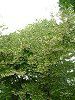 �G�S�m�L(�ăS��)424