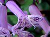 Plectranthus 'Mona Lavender