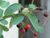 �W���[���x���[(June Berry)
