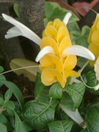 �p�L�X�^�L�X�E���e�A(Pachystachys lutea)
