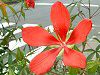 ���~�W�A�I�C(�g�t��)