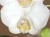 �A�}�r���X(Amabilis)