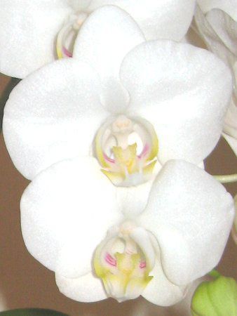 �A�}�r���X(Amabilis)