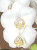 �A�}�r���X(Amabilis)