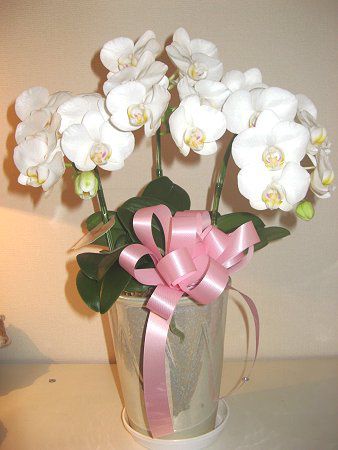 �A�}�r���X(Amabilis)