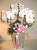 �A�}�r���X(Amabilis)