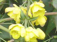 �q�C���M�i���e��(�A��V) 