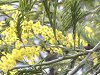 �A�J�V�A(Acacia)