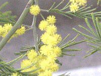 �A�J�V�A(Acacia)