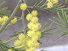 �A�J�V�A(Acacia)