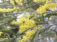 �A�J�V�A(Acacia)