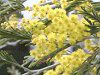 �A�J�V�A(Acacia)