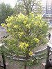 �A�J�V�A(Acacia)