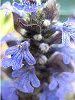 �A�W���K(Ajuga)