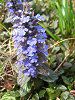 �A�W���K(Ajuga)