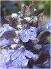 �A�W���K(Ajuga)