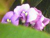 �n�[�f���x���L�A(Hardenbergia)