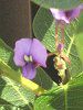 �n�[�f���x���L�A(Hardenbergia)