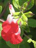 �T���r�A�E�~�N���t�B�� '�z�b�g���b�v�X'
