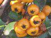 �s���J���T