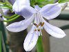 �A�K�p���T�X�iAgapanthus�j
