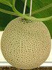�}�X�N�������iMusk melon�j