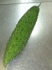 �S�[���`�����v���[