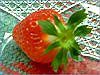 �C�`�S�H�O