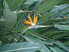 �X�g�����`�A�E���M�i�G