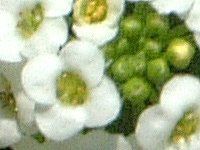 �X�C�[�g�A���b�T��