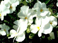 �p���W�[(Pansy)