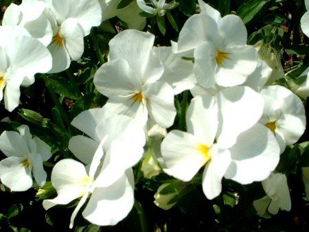 �p���W�[(Pansy)�@����