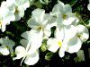 �p���W�[(Pansy)-white-autumn