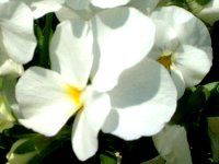 �p���W�[(Pansy)