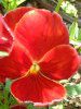 �p���W�[(Pansy)-red-autumn