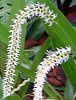 �f���h���L����(Dendrochilum)