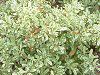�s���J���T�E�X�p�[�N���[�iPyracantha 'Sparkler'�j