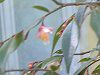 �J�����A '�G���i�E�J�X�P�[�h'�iCamellia'Elina Cascade'�j
