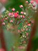 �J���~�A�E�I�X�{���b�h(Kalmia Osbo Red)