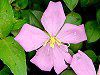 ¥Ô¥ó¥¯¡¦¥á¥é¥¹¥È¥Þ(Pink Melastoma)