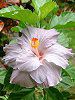 �n�C�r�X�J�X(Hibiscus)