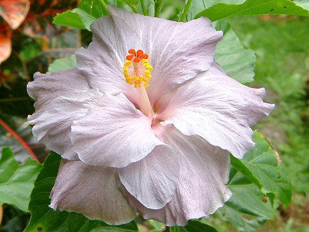 �n�C�r�X�J�X(Hibiscus)